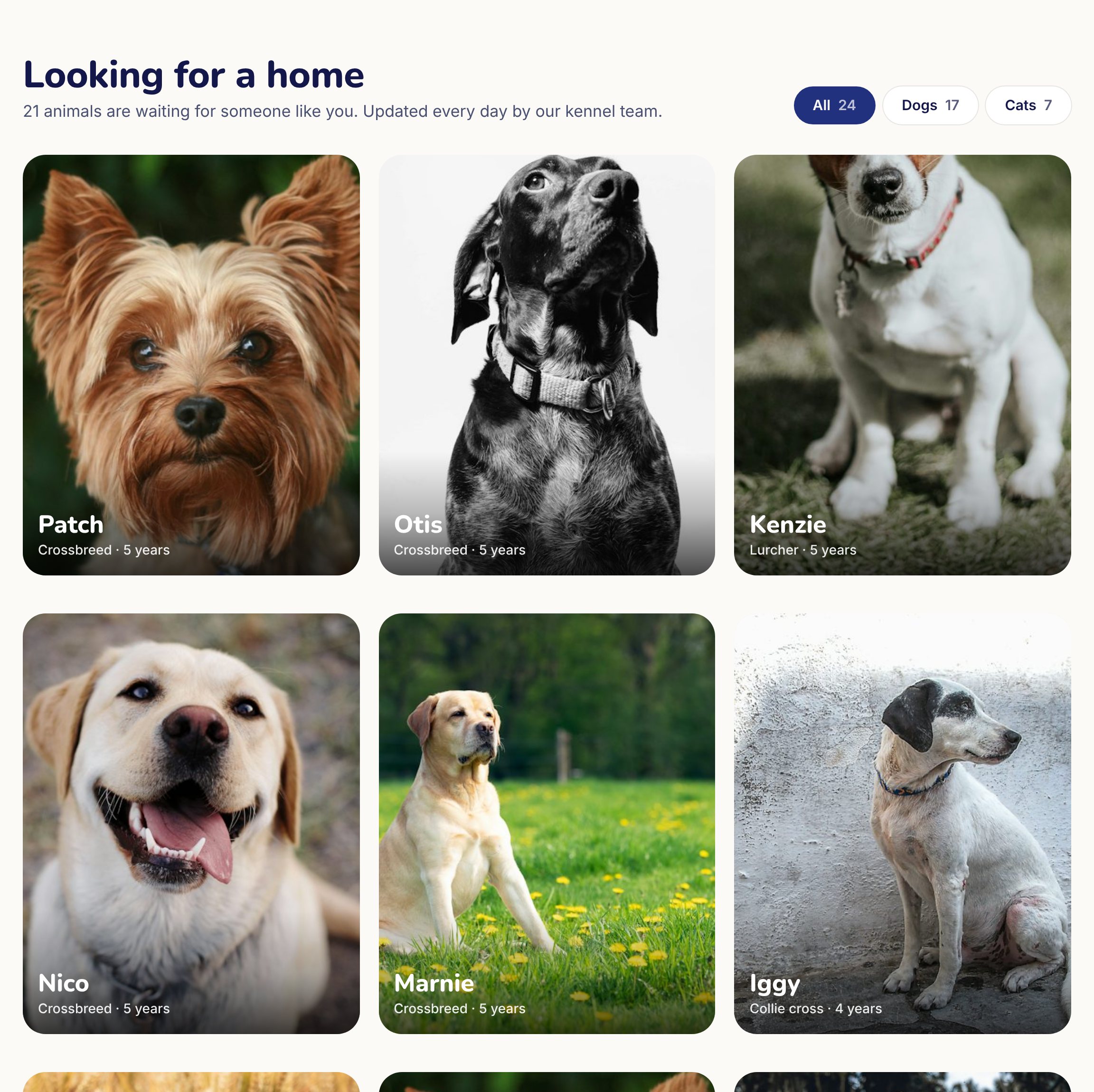 Animals looking for a home on a charity website, each with a photo, breed and age